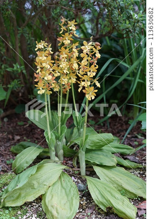 黃色艾賓蘭花 7 莖開花 113630682