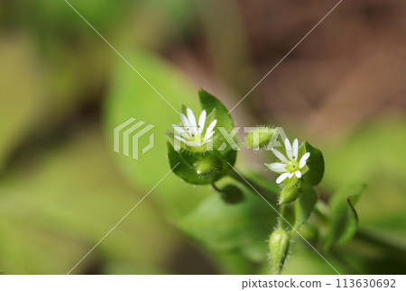 Small white flowers and buds of chickweed, one of the seven herbs of spring (bright spring natural light + strobe, macro close-up) 113630692