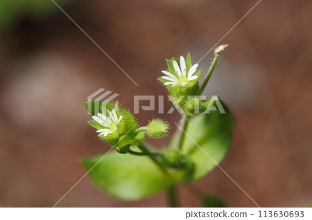 Small white flowers and buds of chickweed, one of the seven herbs of spring (bright spring natural light + strobe, macro close-up) Small white flowers and buds of chickweed, one of the seven herbs of spring (bright spring natural light + strobe, macro close-up) 113630693