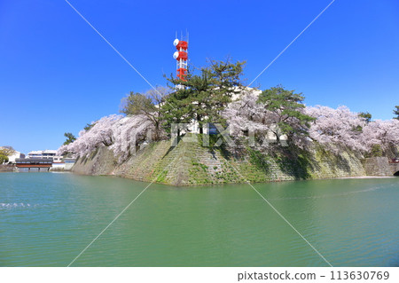 [Fukui Prefecture] Fukui Castle ruins and cherry blossoms in full bloom on a clear day (Oroka Bridge) 113630769