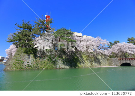 [福井縣] 福井城跡與晴天盛開的櫻花（五本莊橋） 113630772