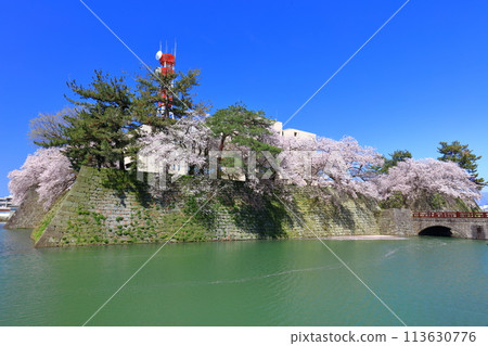 [福井縣] 福井城跡與晴天盛開的櫻花（五本莊橋） 113630776