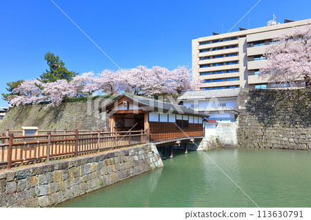 [Fukui Prefecture] Ororobashi Bridge and cherry blossoms in full bloom at Fukui Castle ruins on a clear day 113630791
