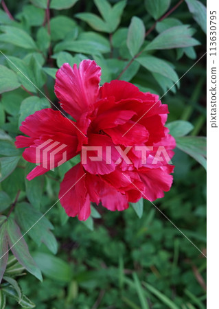 盛開的斑斕牡丹 113630795