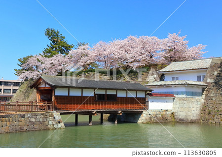 [Fukui Prefecture] Ororobashi Bridge and cherry blossoms in full bloom at Fukui Castle ruins on a clear day 113630805
