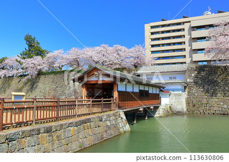 [Fukui Prefecture] Ororobashi Bridge and cherry blossoms in full bloom at Fukui Castle ruins on a clear day 113630806