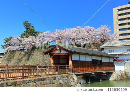 [Fukui Prefecture] Ororobashi Bridge and cherry blossoms in full bloom at Fukui Castle ruins on a clear day 113630809