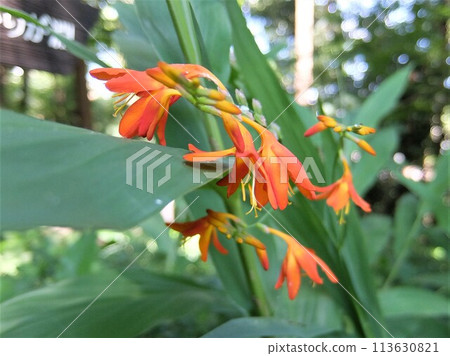 It is a flower of a passionate shade of Iridaceae It is a flower of a passionate shade of Iridaceae 113630821