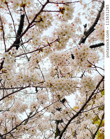 被櫻花包圍 113631265