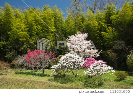 Amano Village (Peach Blossom Hill) [Katsuragi Town, Wakayama Prefecture] 113631600