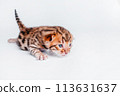 Two week old small newborn bengal kitten on a white background.Cute bengal kitten on the white fury blanket close-up. 113631637
