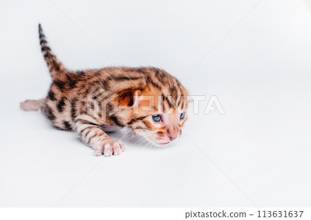 Two week old small newborn bengal kitten on a white background.Cute bengal kitten on the white fury blanket close-up. Two week old small newborn bengal kitten on a white background.Cute bengal kitten on the white fury blanket close-up. 113631637