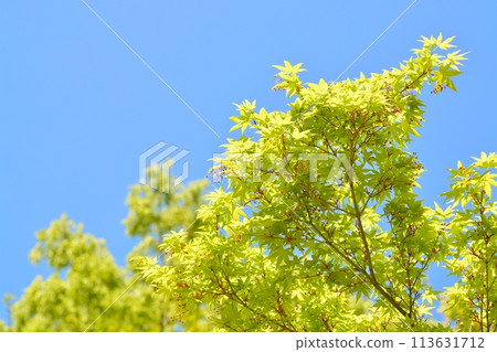 春天的芽、藍天與新綠 春天的芽、藍天與新綠 113631712