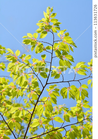 春天的芽、藍天與新綠 113631726