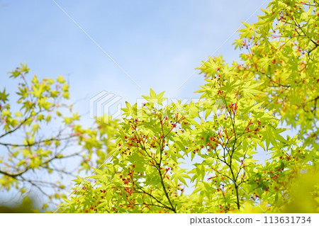 Spring buds: blue skies and fresh greenery Spring buds: blue skies and fresh greenery 113631734