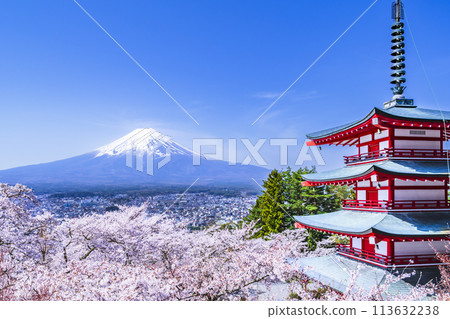 Spring scenery at Arakurayama Sengen Park, a tourist attraction in Yamanashi [Fujiyoshida City, Yamanashi Prefecture] 113632238