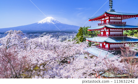 Spring scenery at Arakurayama Sengen Park, a tourist attraction in Yamanashi [Fujiyoshida City, Yamanashi Prefecture] 113632242