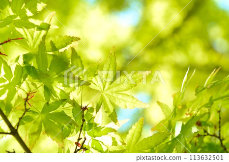 春天的新芽,新綠 春天的新芽,新綠 113632501