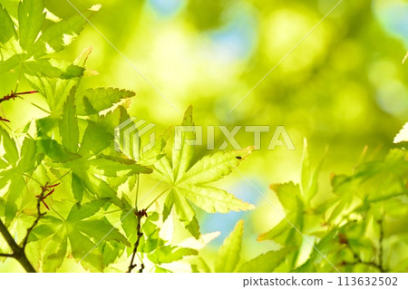 春天的新芽,新綠 春天的新芽,新綠 113632502