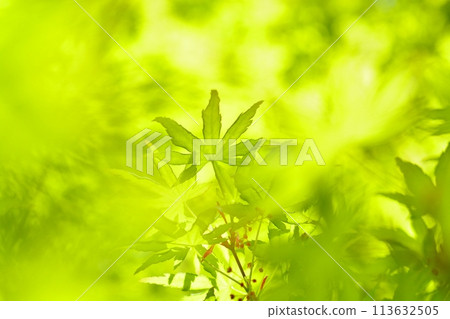 春天的新芽，新綠 113632505