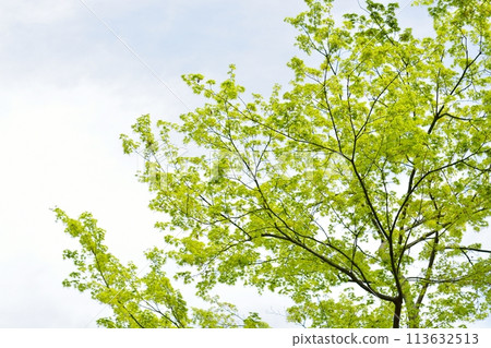 春天的新芽,新綠 春天的新芽,新綠 113632513