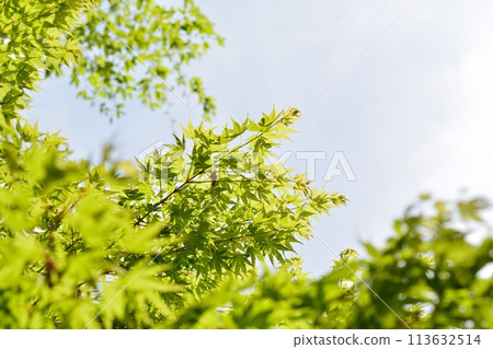 Spring buds and new greenery Spring buds and new greenery 113632514