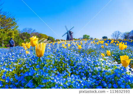 Nemophila, tulips and windmill Nemophila, tulips and windmill 113632593