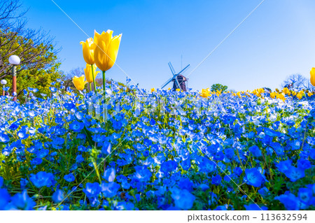 Nemophila、鬱金香和風車 Nemophila、鬱金香和風車 113632594