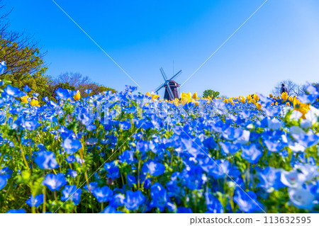 Nemophila、鬱金香和風車 113632595