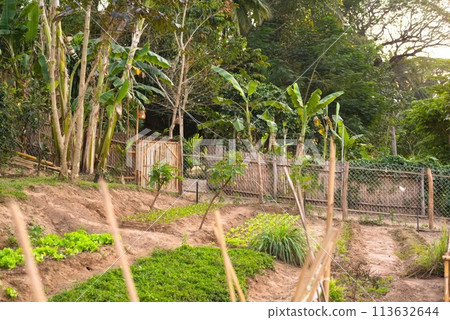 A beautiful vegetable garden stretches under the clear sky. There is a banana tree behind the tree. 113632644