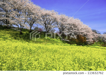 Rape field and cherry blossoms Rape field and cherry blossoms 113632762