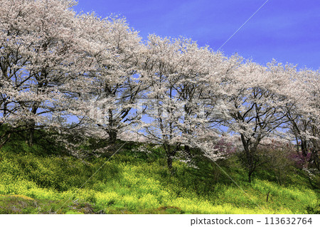 Nanohana and cherry blossom trees Nanohana and cherry blossom trees 113632764