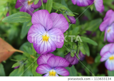 可愛的紫色中提琴花 113633134