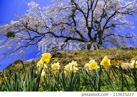 水仙花和垂枝櫻花 113633227