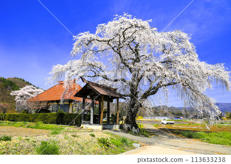 Buddy cherry blossoms of Tenchuji Buddy cherry blossoms of Tenchuji 113633238