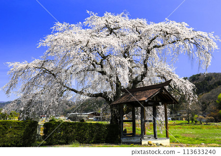 Weeping cherry tree and gate Weeping cherry tree and gate 113633240