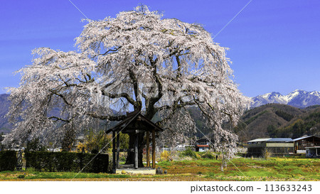 Weeding cherry blossoms and snowy mountains 113633243