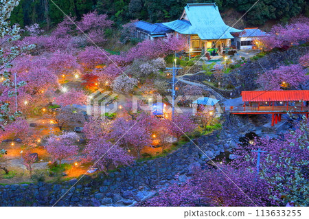 Isshinji Temple with double cherry blossoms in full bloom (illuminated, Oita City) 113633255