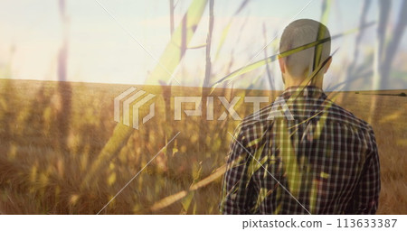 Farmer stands in wheat field, surveying the land Farmer stands in wheat field, surveying the land 113633387