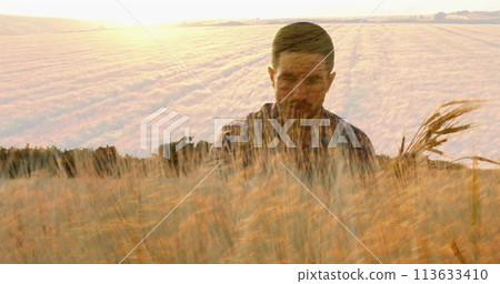 Farmer inspects wheat crops, wide field view 113633410