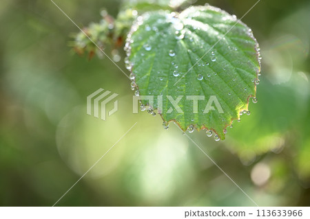 水滴和土佐水葉 113633966