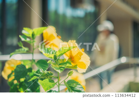 Students walking through a lush American college campus Students walking through a lush American college campus 113634412