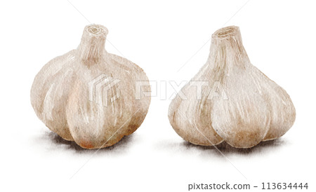 大蒜水彩插圖 113634444