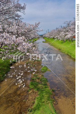Cherry blossoms and green spring river Cherry blossoms and green spring river 113634465