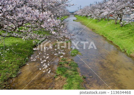 櫻花和綠色的春河 櫻花和綠色的春河 113634468