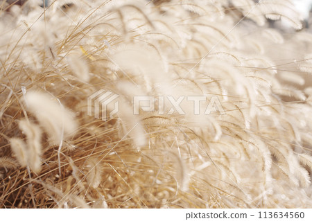 Fluffy Japanese silver grass 113634560