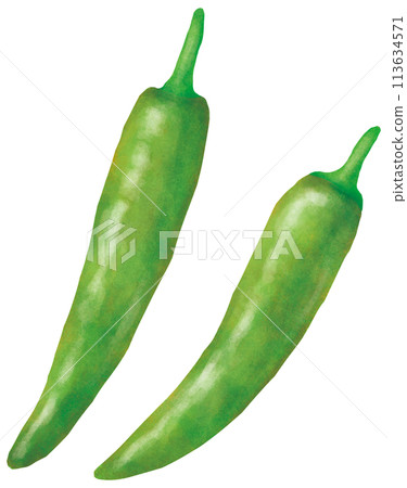簡單的青辣椒插畫 113634571