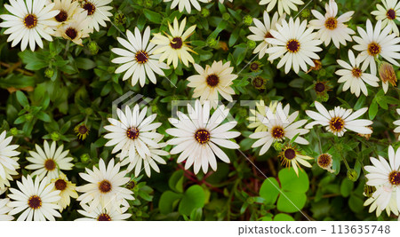 An attractive clump of white and pink osteospermums An attractive clump of white and pink osteospermums 113635748