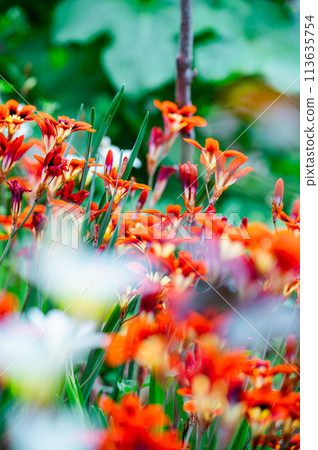 Bright orange flowers wet with morning dew 113635754