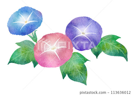 牽牛花的水彩插圖 牽牛花的水彩插圖 113636012